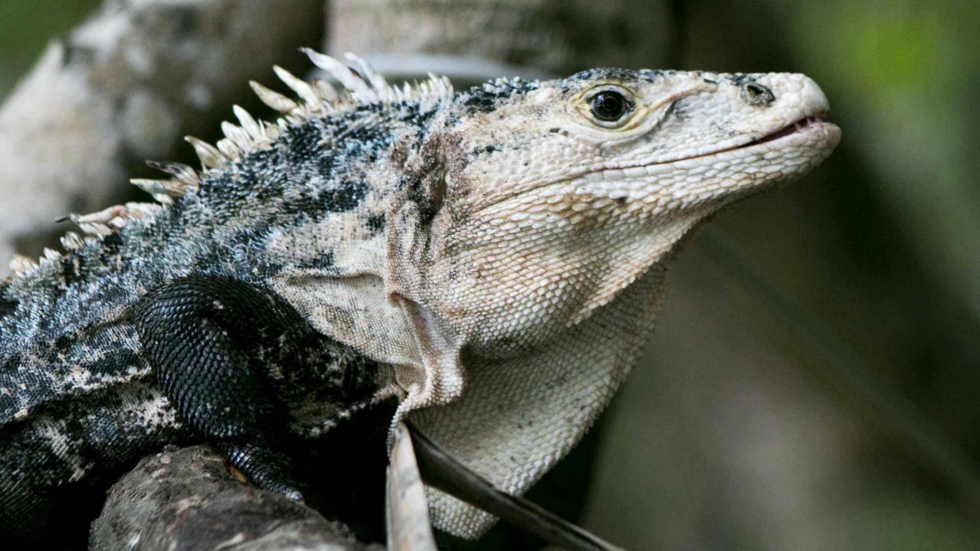 A reptile sits on a branch. It is grey and black and looks up.