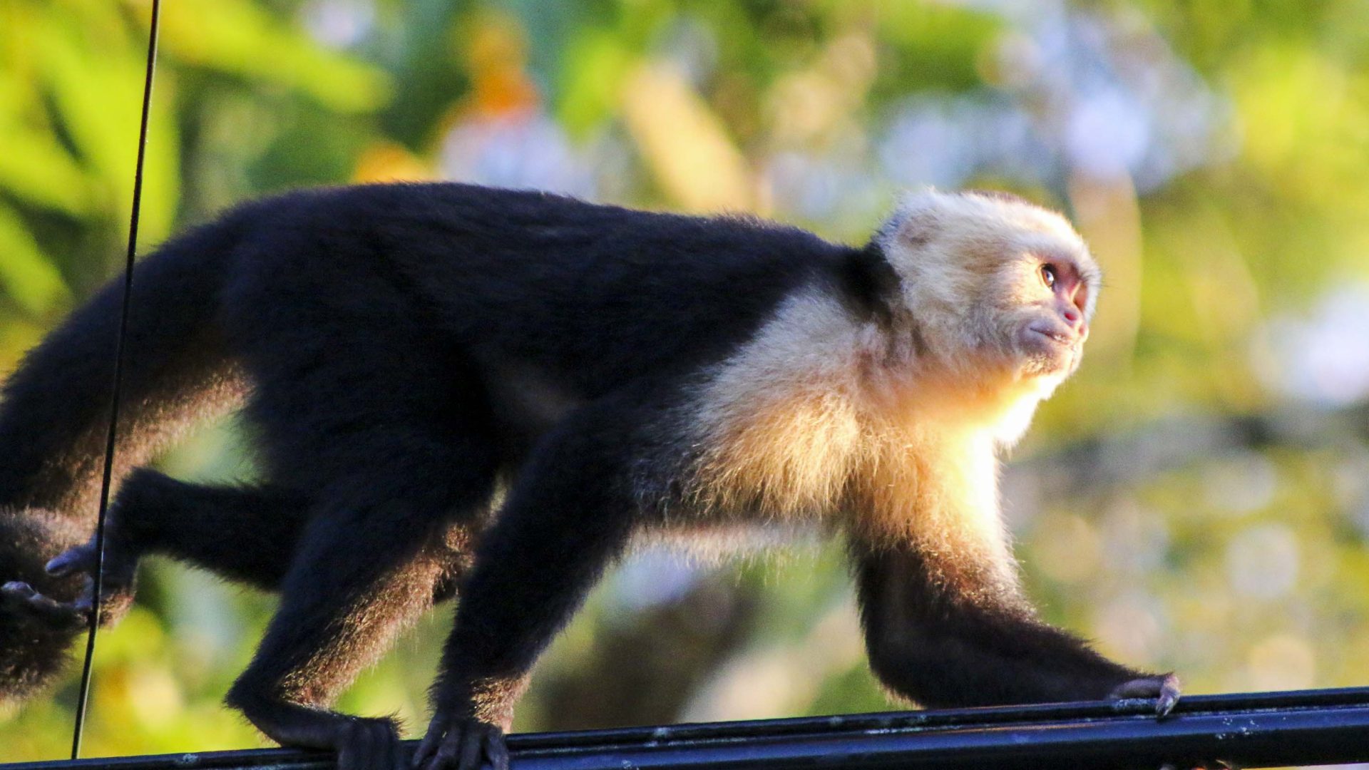 A primate walks across a branch. It has soft sun illuminating its fur which is white and black.