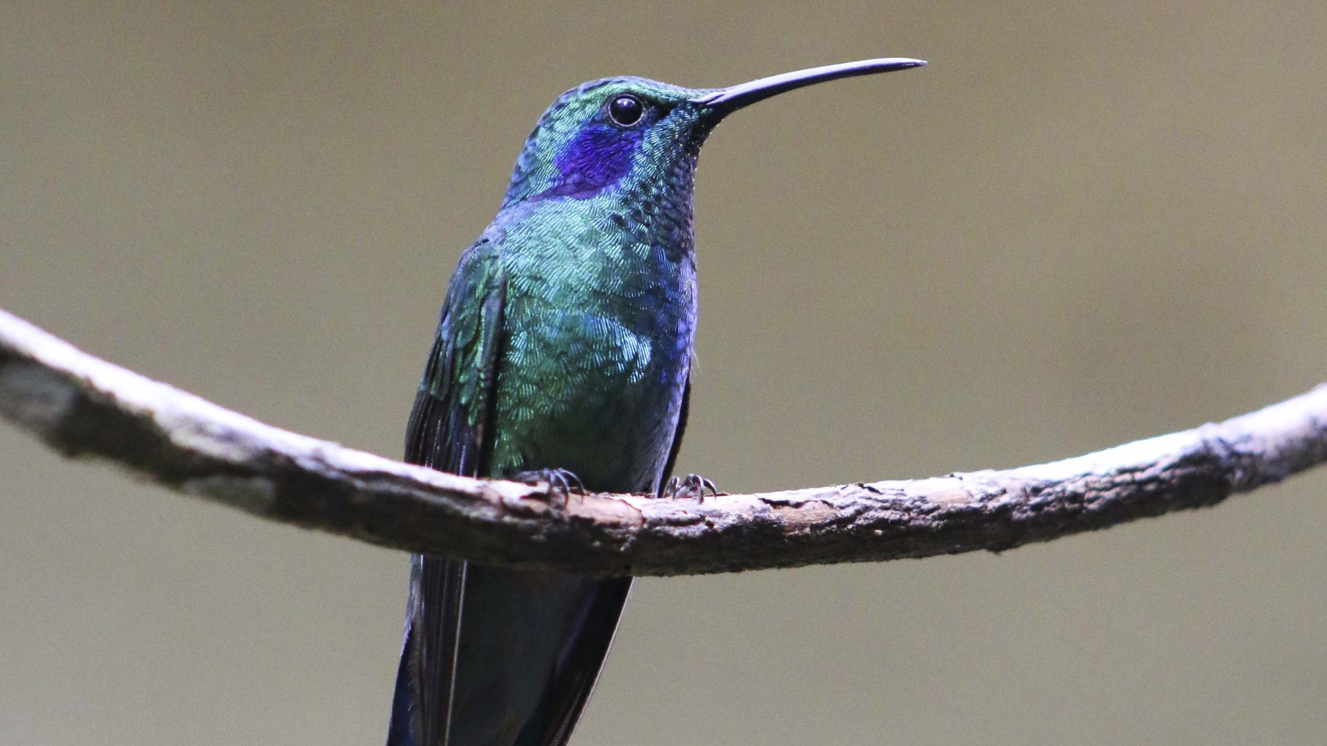 A hummingbird sits on a branch.