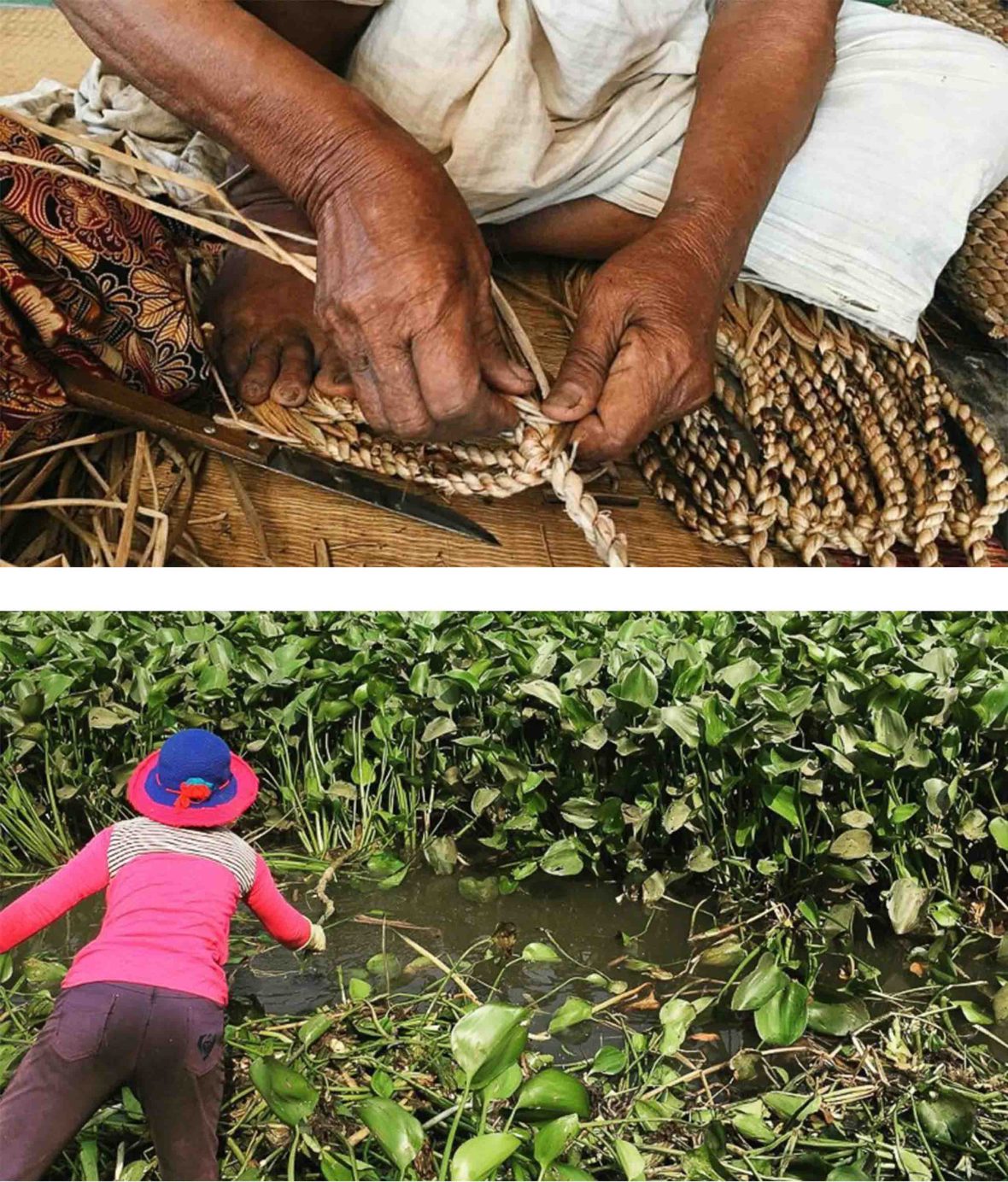 Left: Hands weave dried out hyacinth. Right: A woman picks hyacinth from the lake.