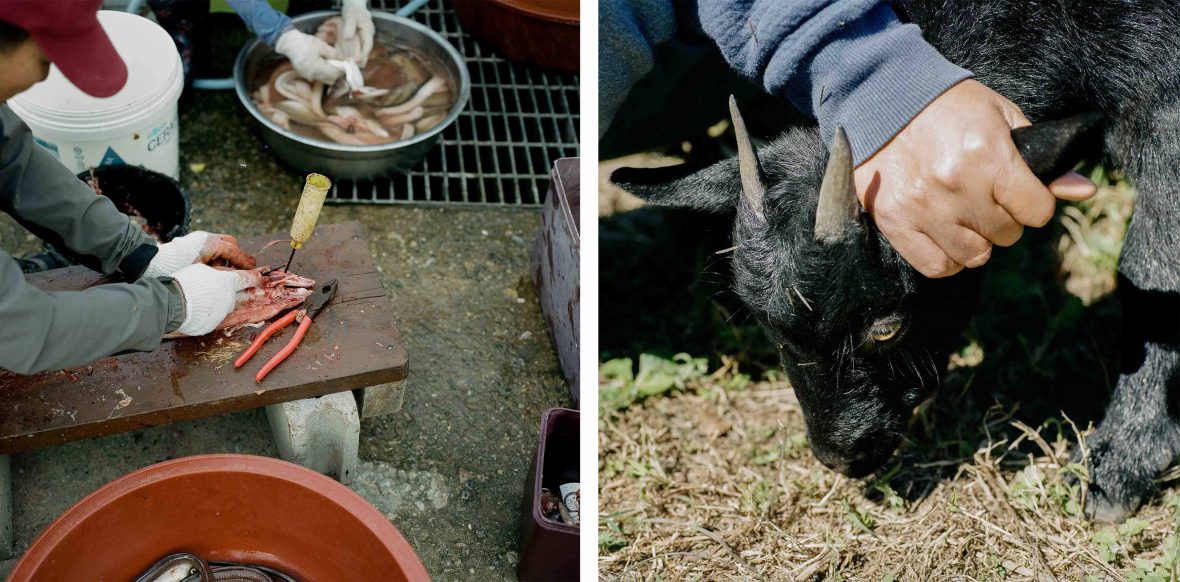 Left: Hands seen cutting seafood. Right: A hand holds a baby goat.