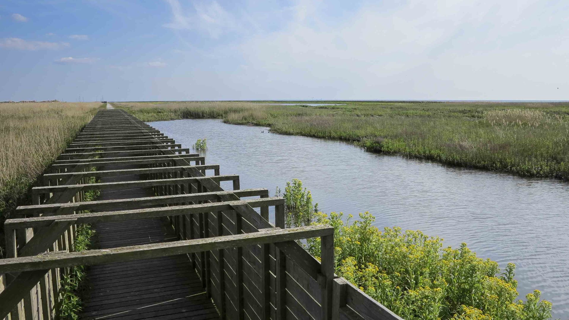 A wooden walkway alongside wetlands.