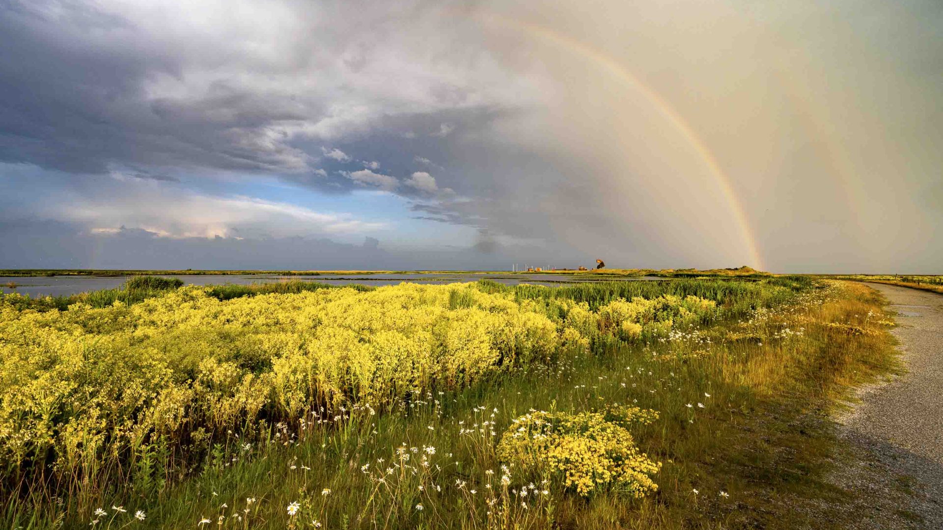 A rainbow in the sky above a field filled with yellow flowers.