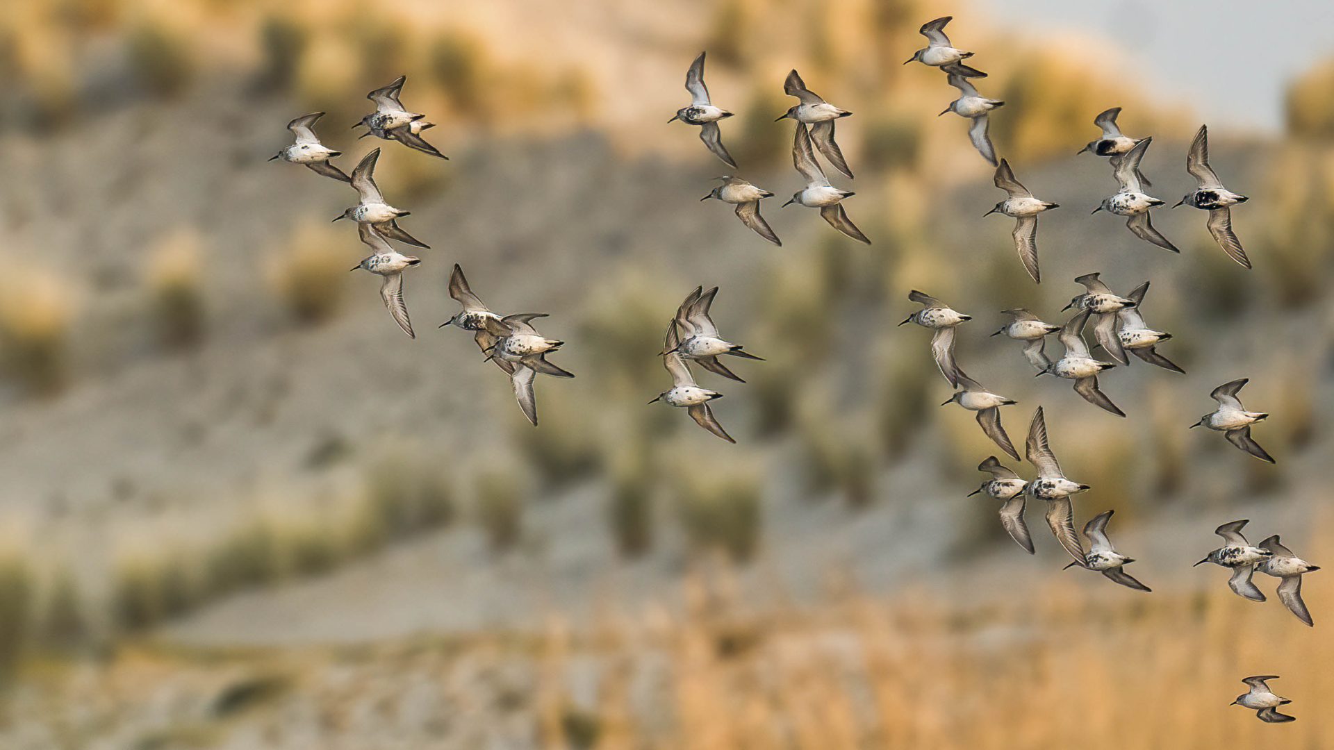 A flock of birds fly past earthy tones plants.