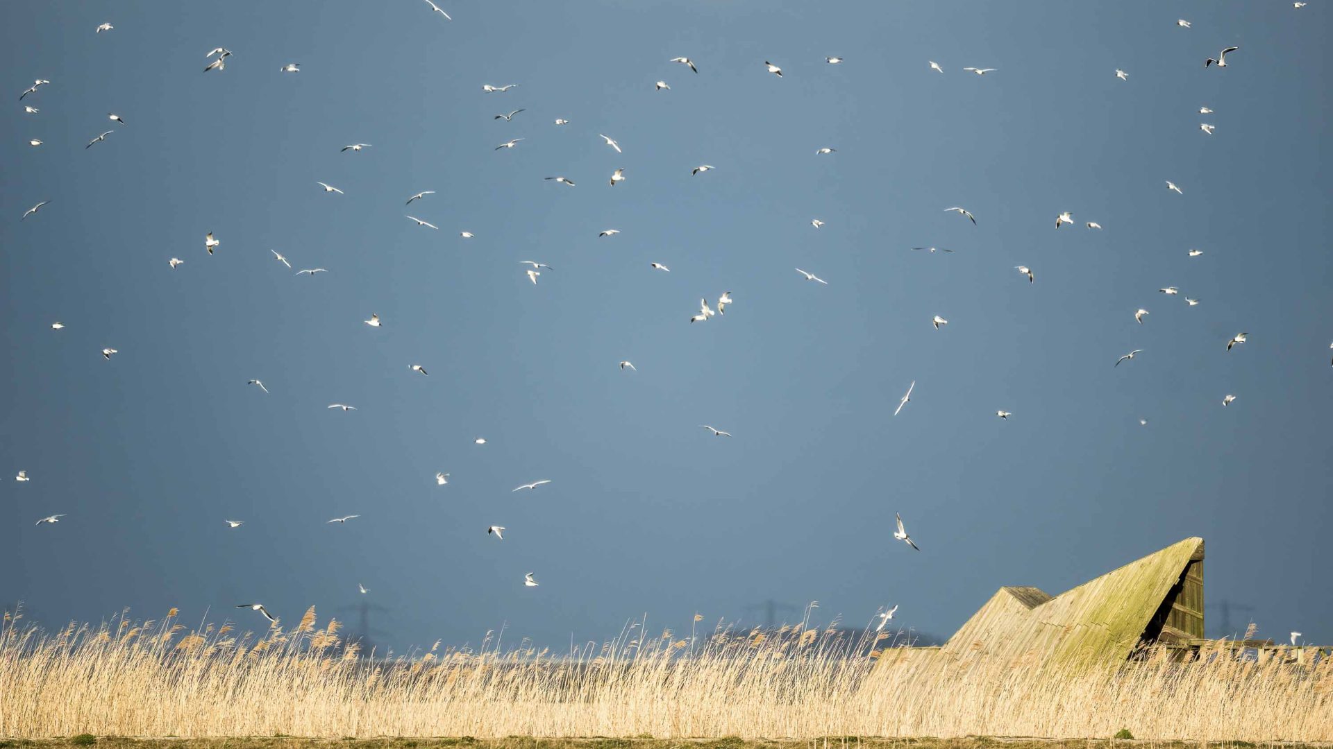 Birds fly in a blue sky above yellow grasses.