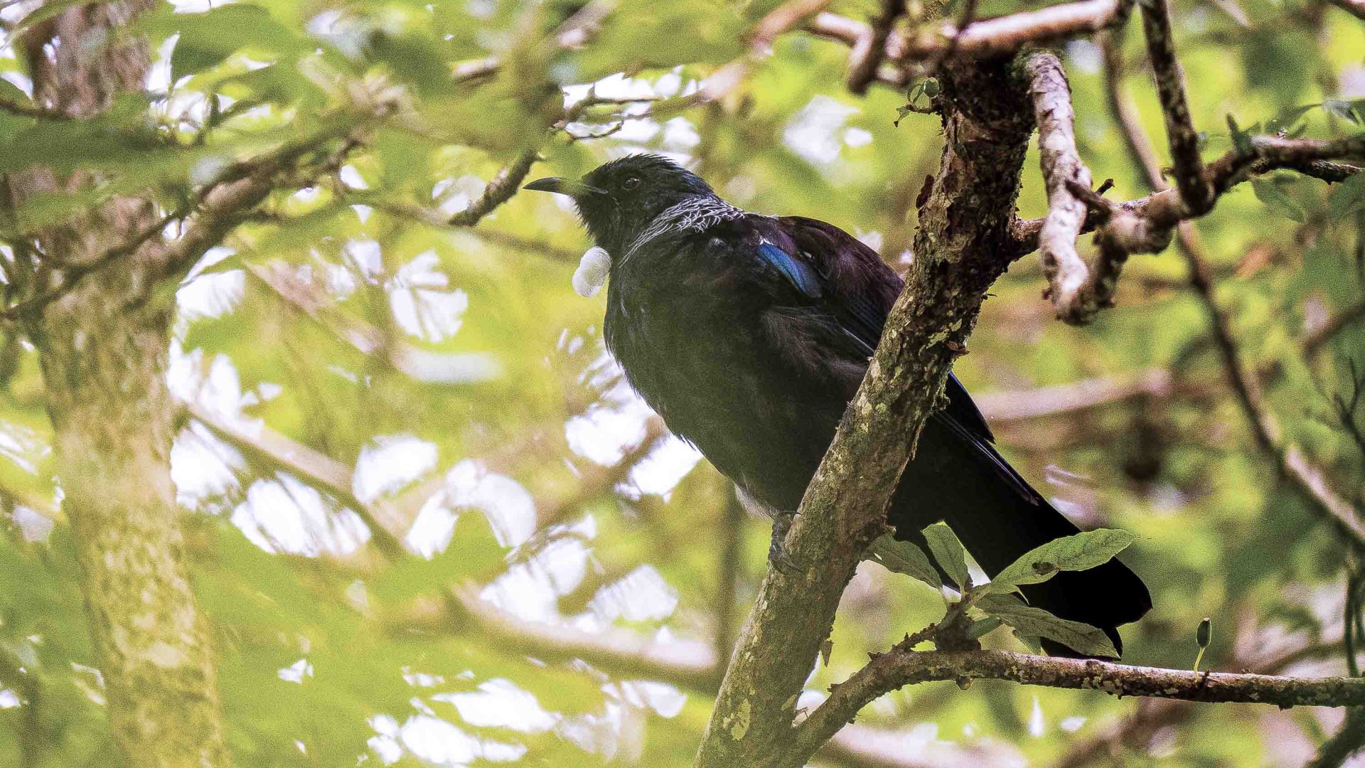 A black tui bird sits on a branch.