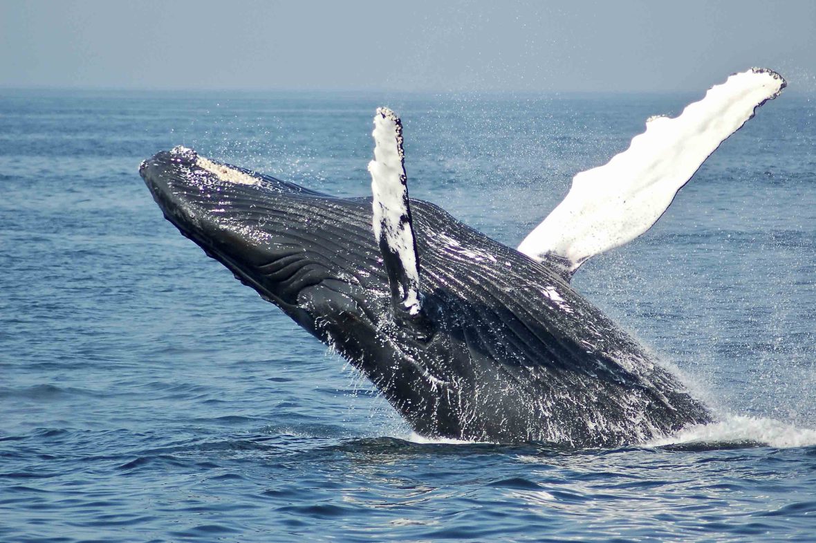 A whale breaches in the blue sea.