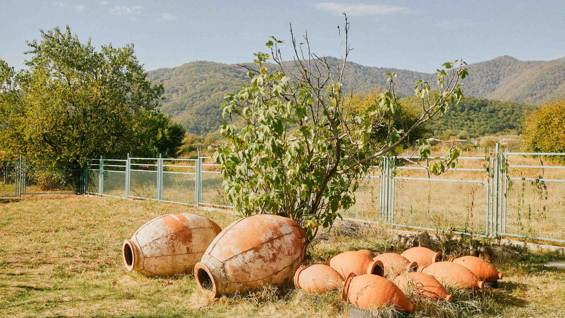 Jugs for holding wine, under a tree.