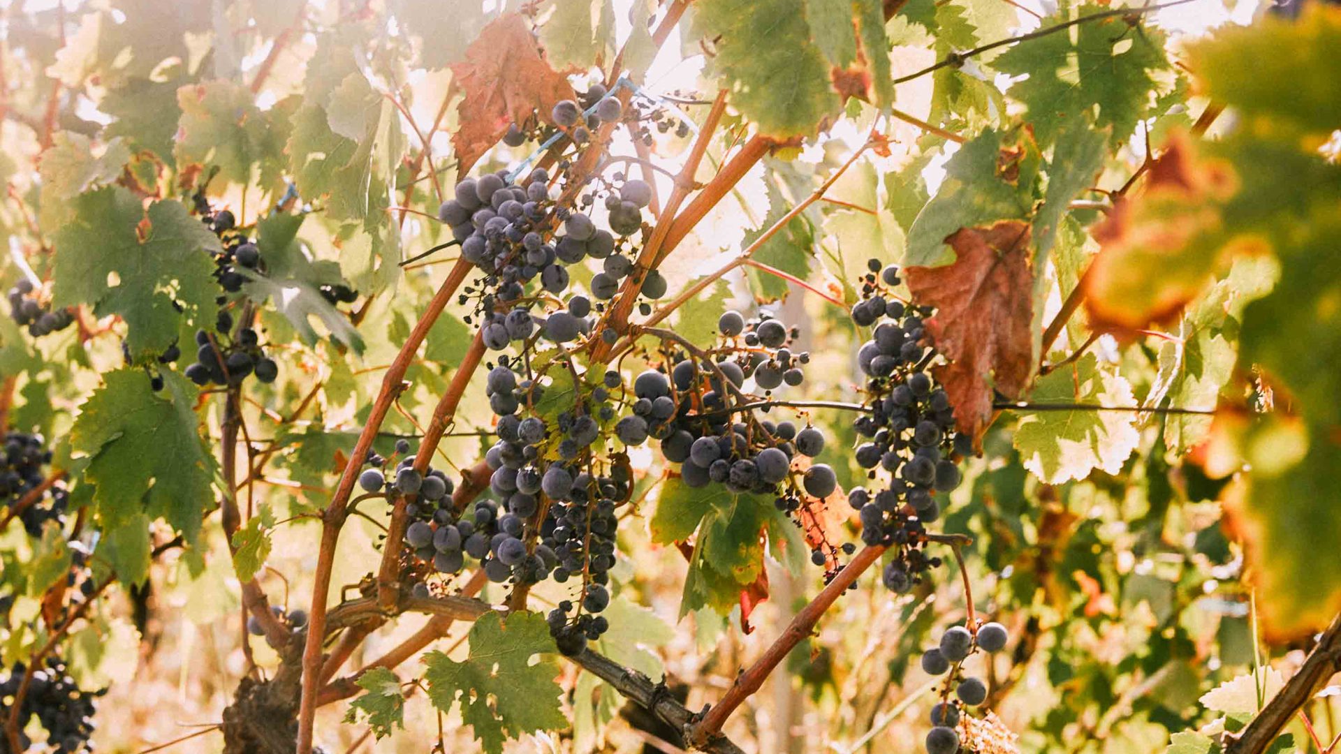 Grapes on a vine.