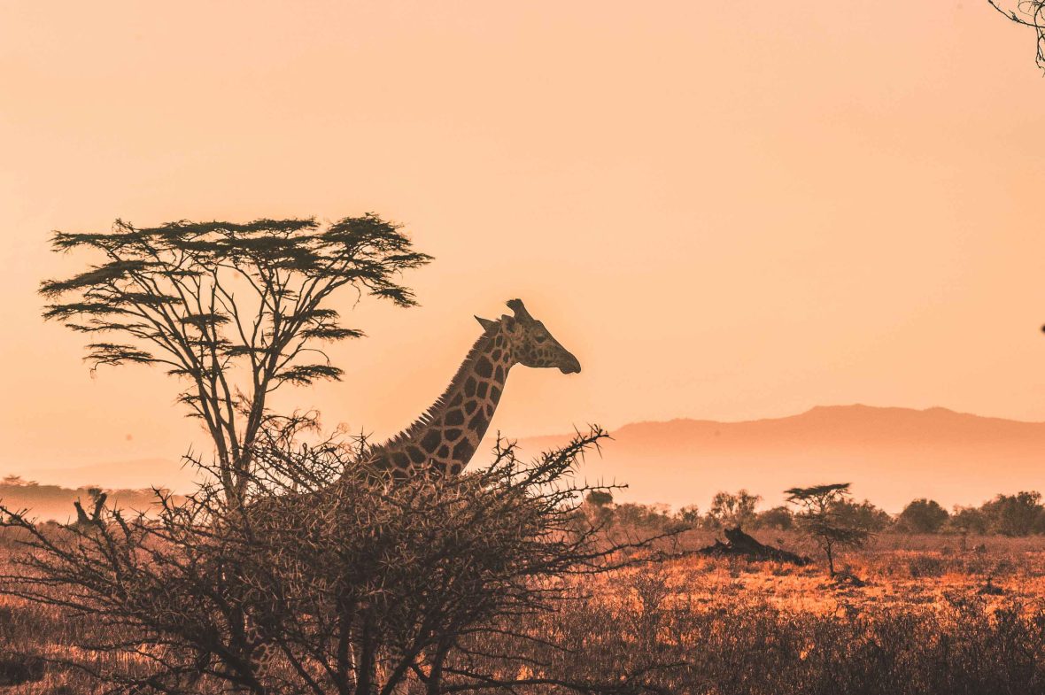 A giraffe seen through the trees at sunset.