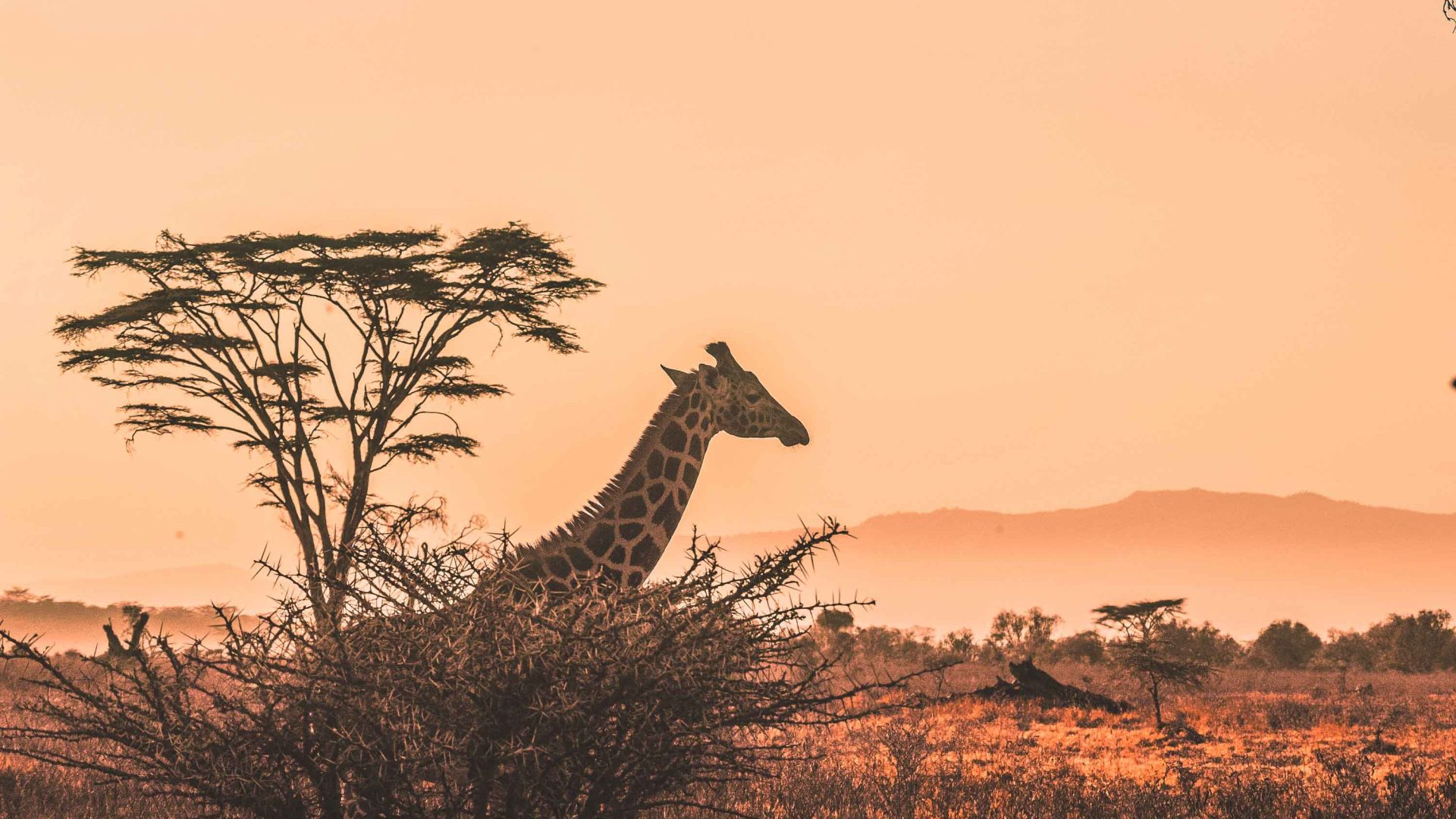 A giraffe seen through the trees at sunset.