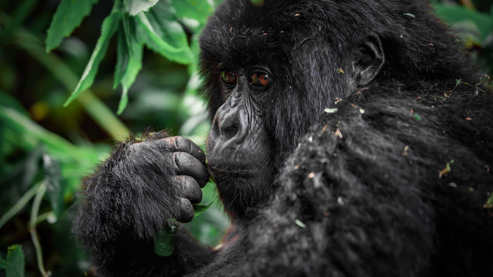 A close up of a gorilla.