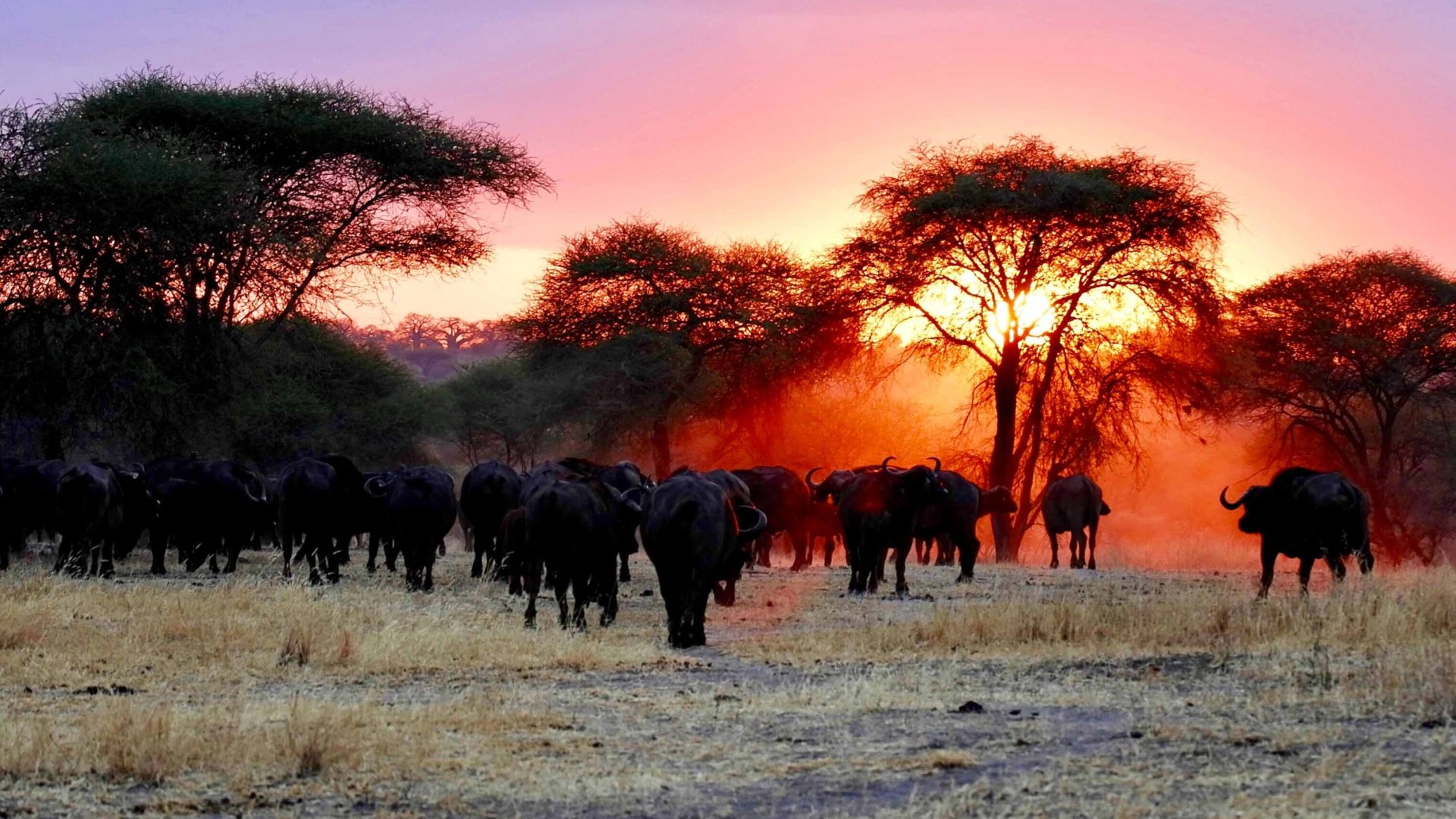Elephants walk through the soft orange light at the end of the day. They pass through trees.