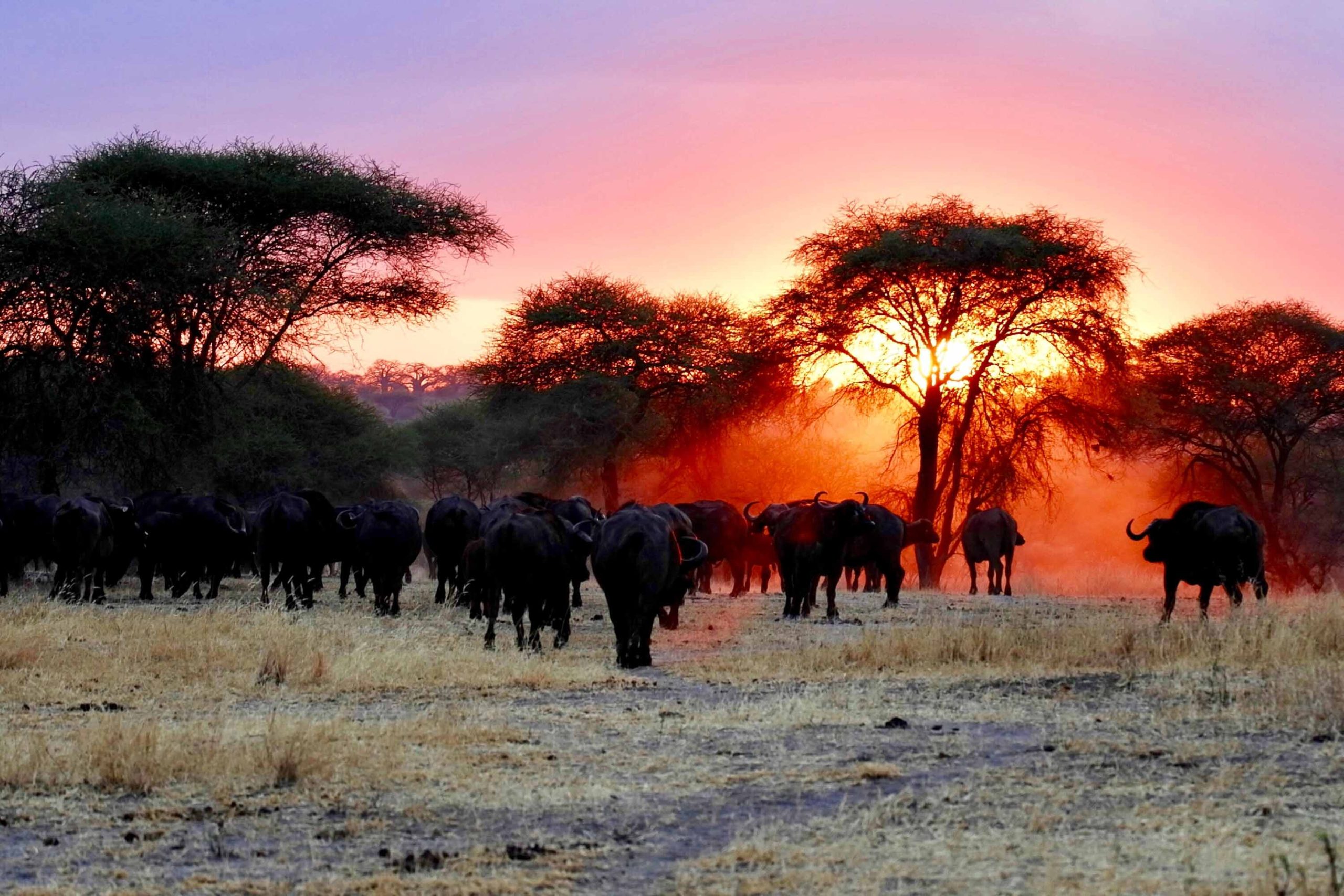 Africa safari. Танзания сафари. Зимбабве Саванна. Природный парк Серенгети. Саванна сафари.