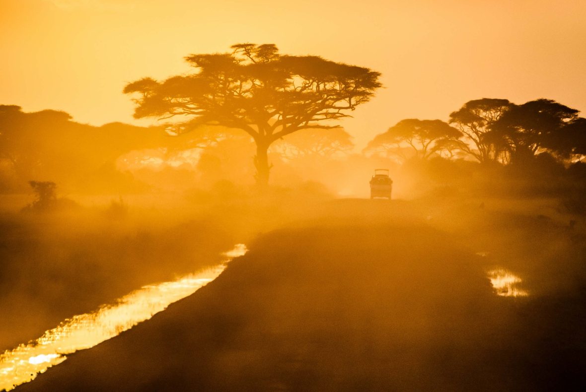 A safari vehicle drives through warm yellow light along a dirt road.