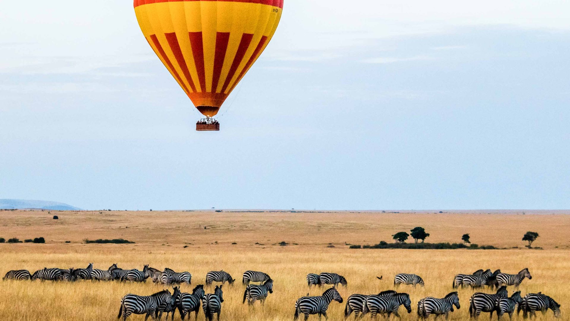 A hot air balloon flies over zebras in Kenya.