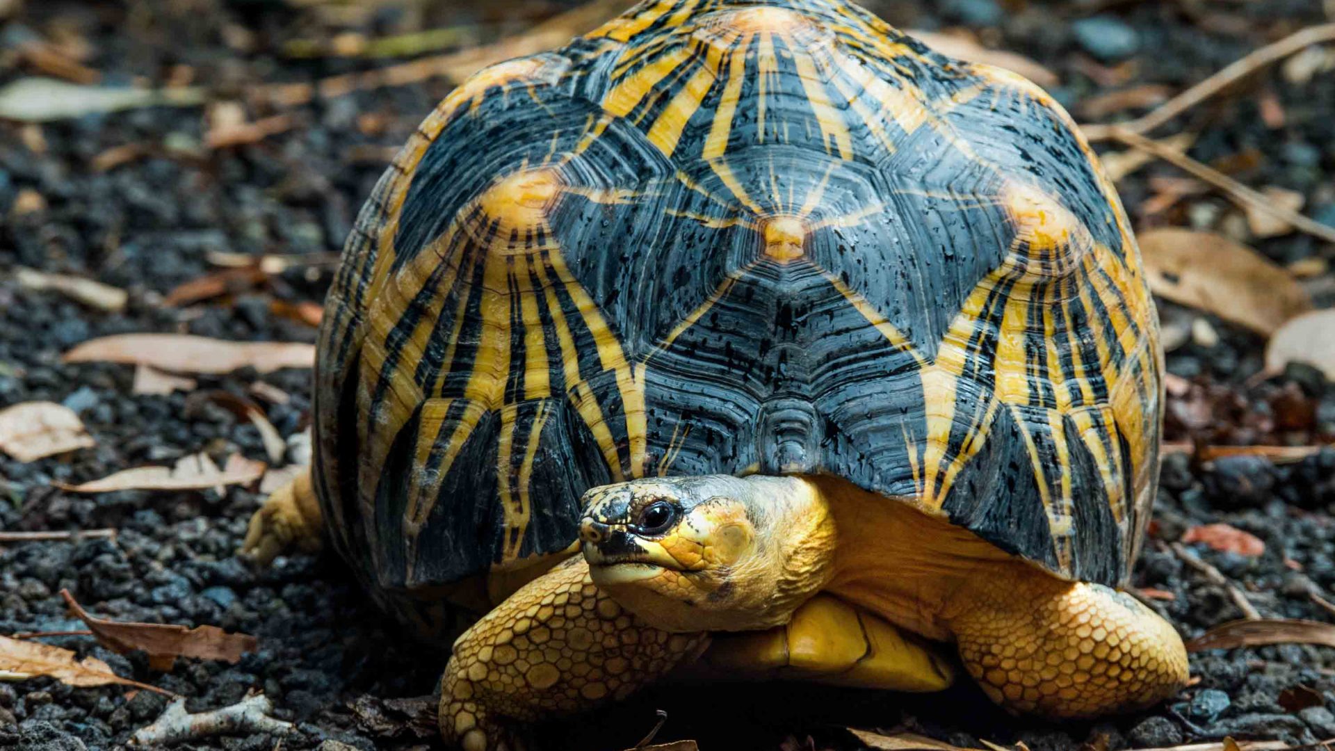 A tortoise with unique yellow patterns on its back.