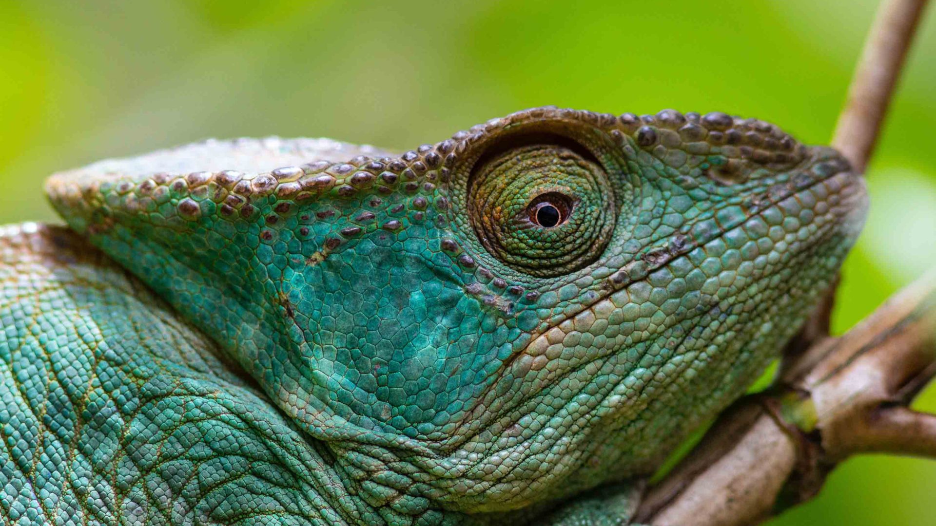 A green reptile.