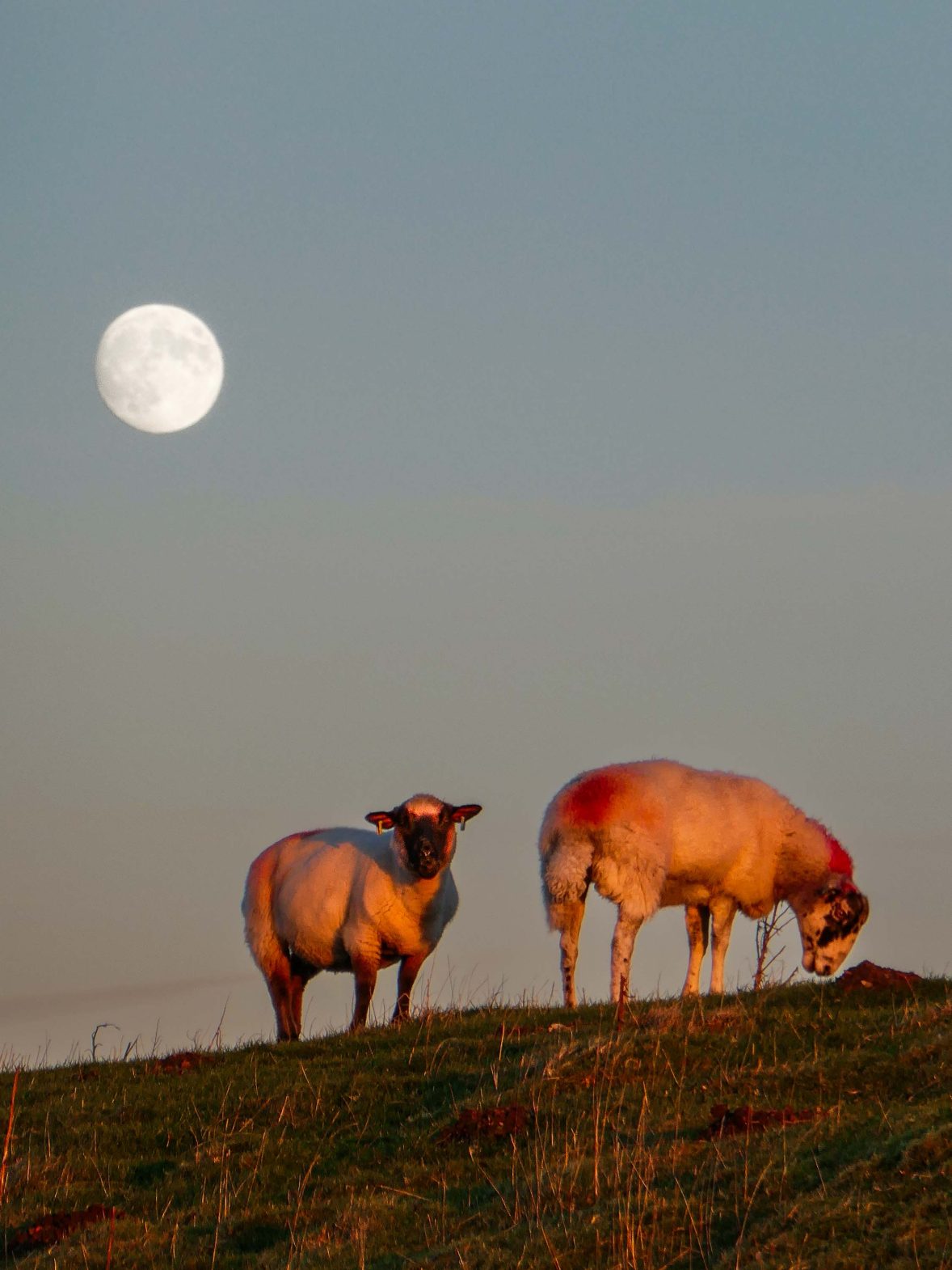 Moonrise above two sheep in the Lake District.