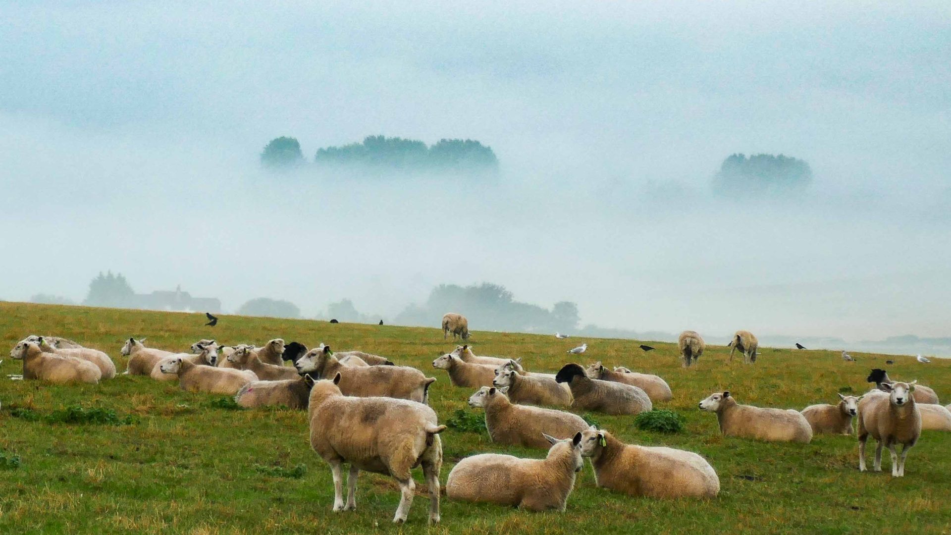 Sheep stand on a hill that is shrouded in cloud.