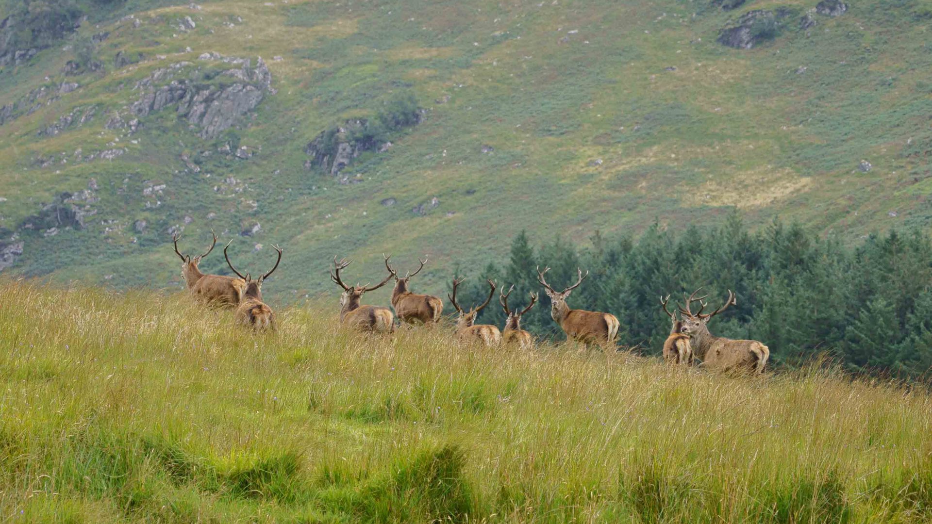 Red deer on the Cape Wrath trail.