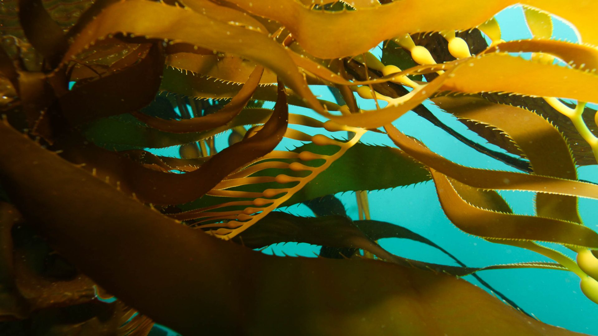 Golden brown kelp blades contrast with the bright blue water.