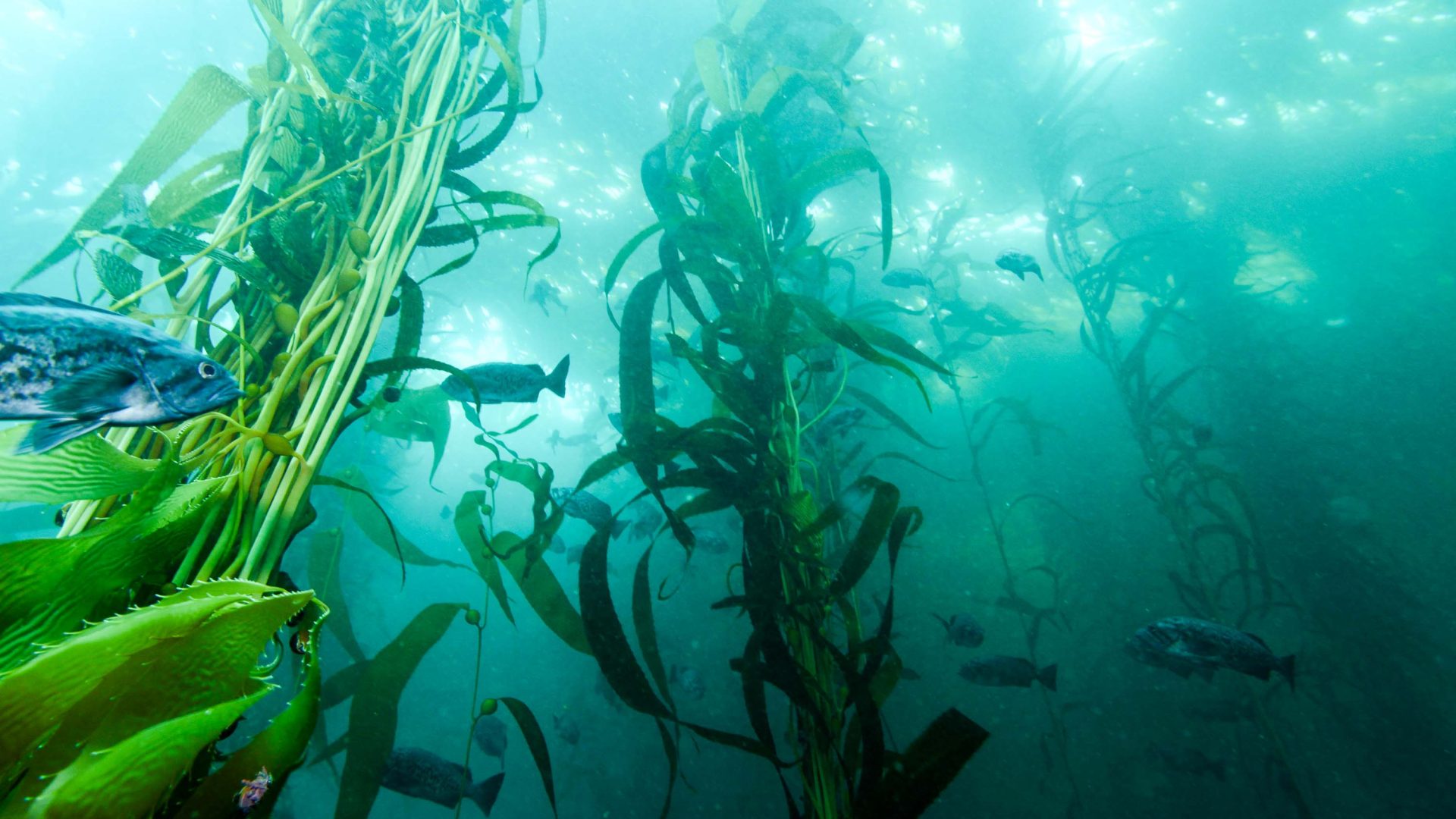 Kelp forest and fish swimming by.