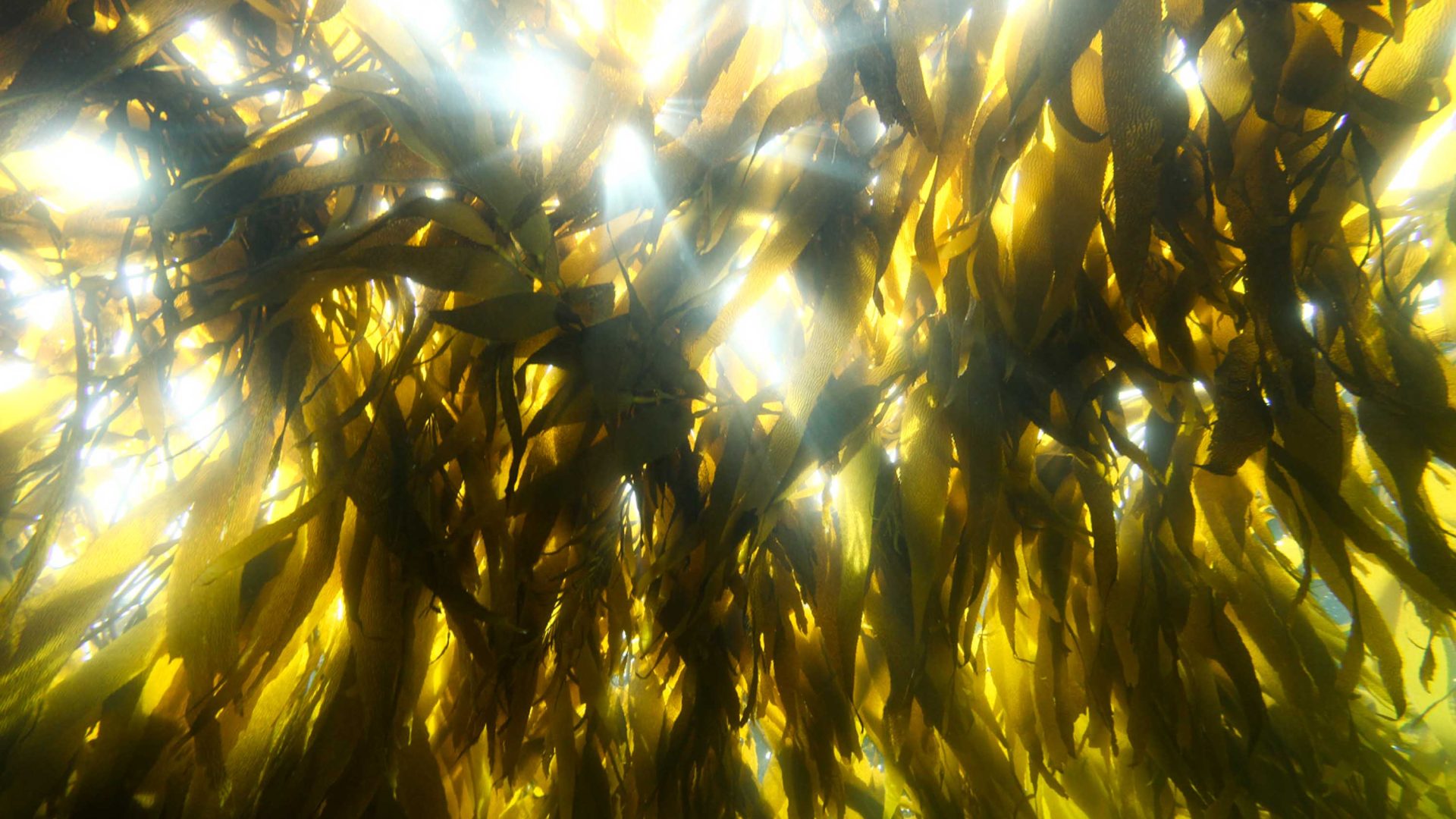 Gloden blades of kelp.
