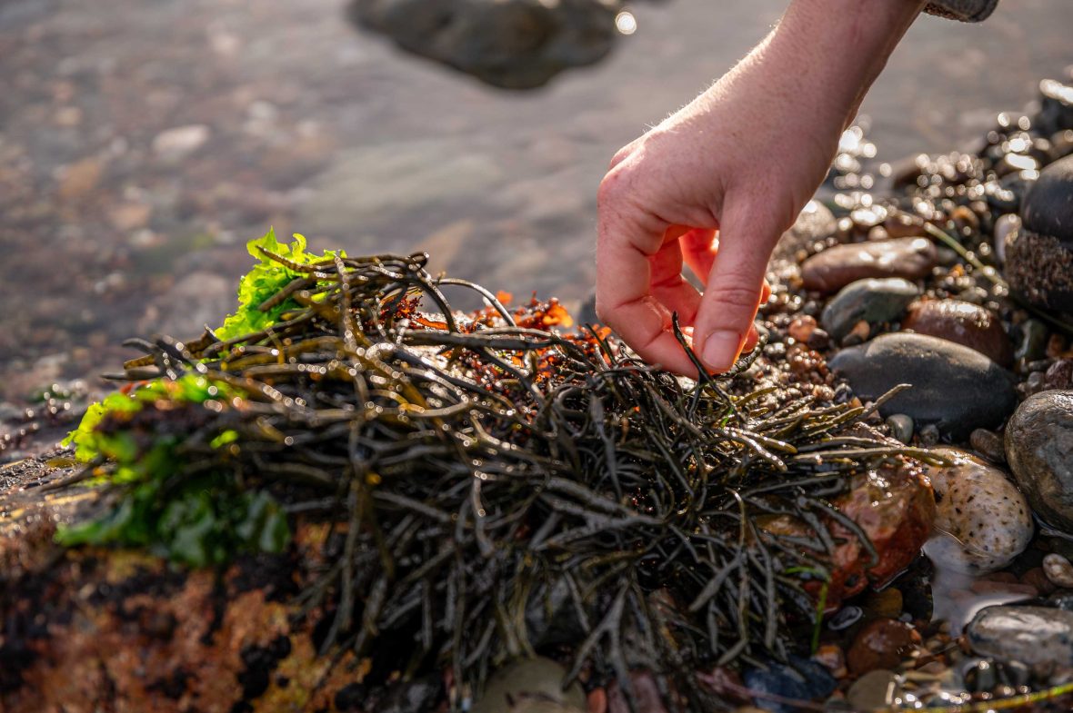 A hand reaches down to collect seaweed.