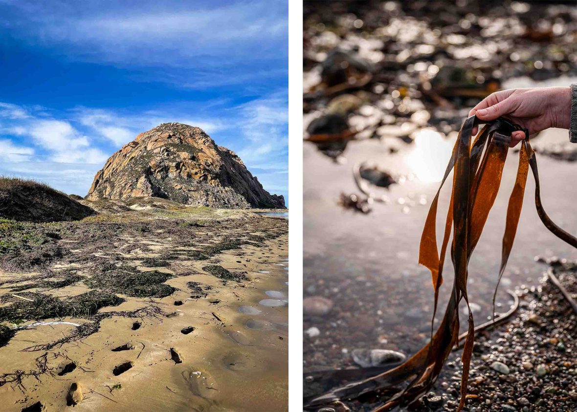 Left: Morro rock, a rounded rock on the coast. Right: A hand picks up some kelp.