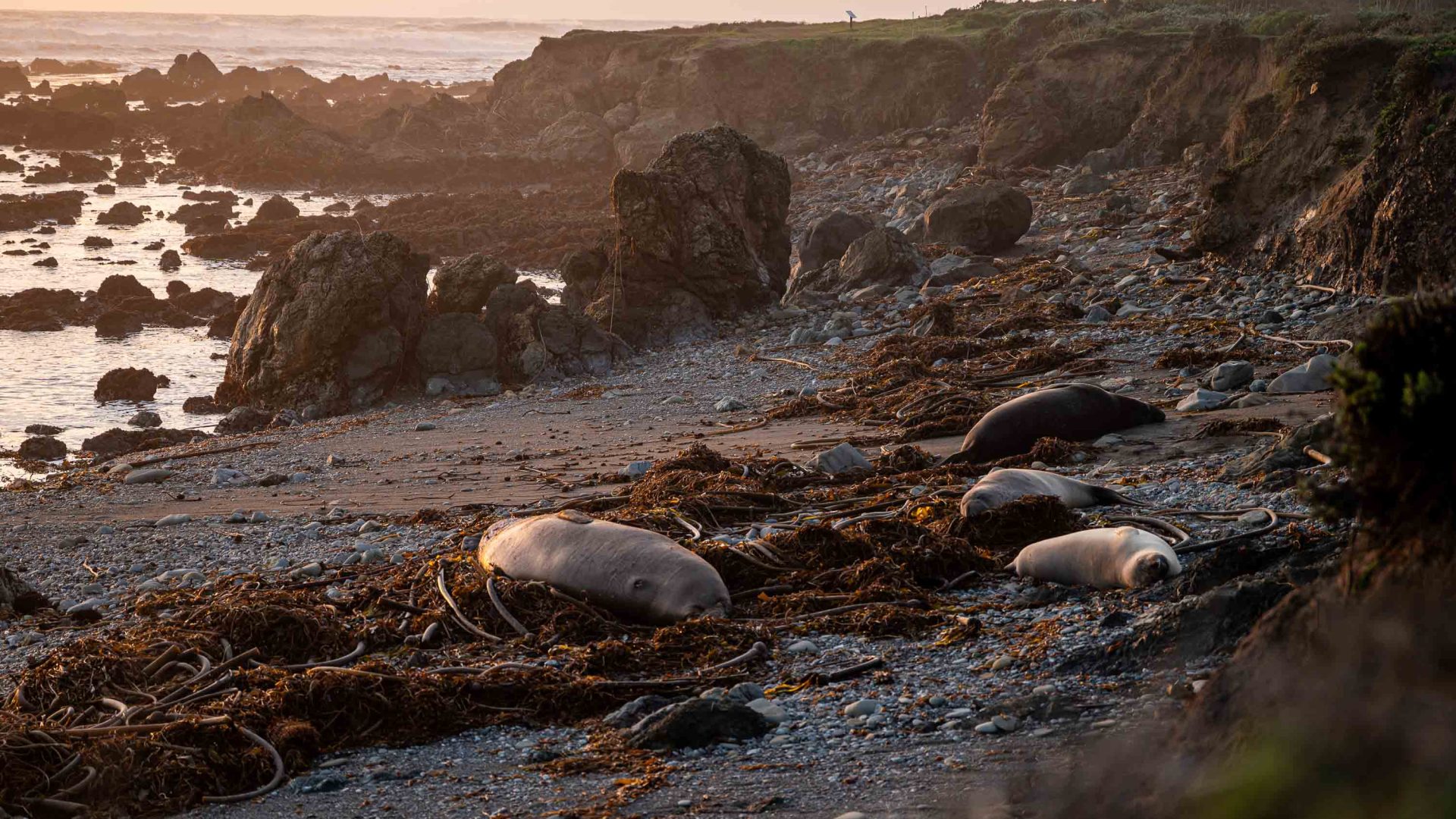 Seals lie on a seaweed covered beach.