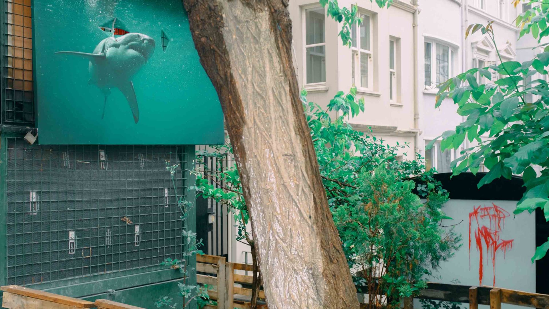 A tree in a courtyard which has a picture of a shark on the wall.