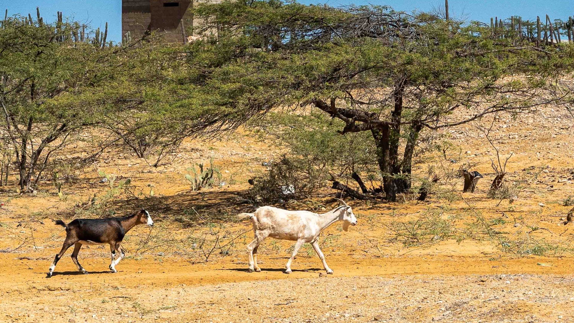 A white and a brown goat walk through arid land.