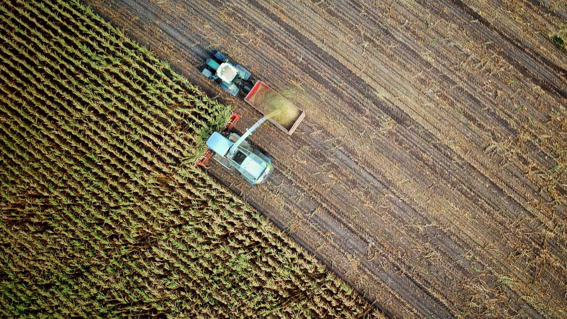 Trucks harvest crops. An aerial view.