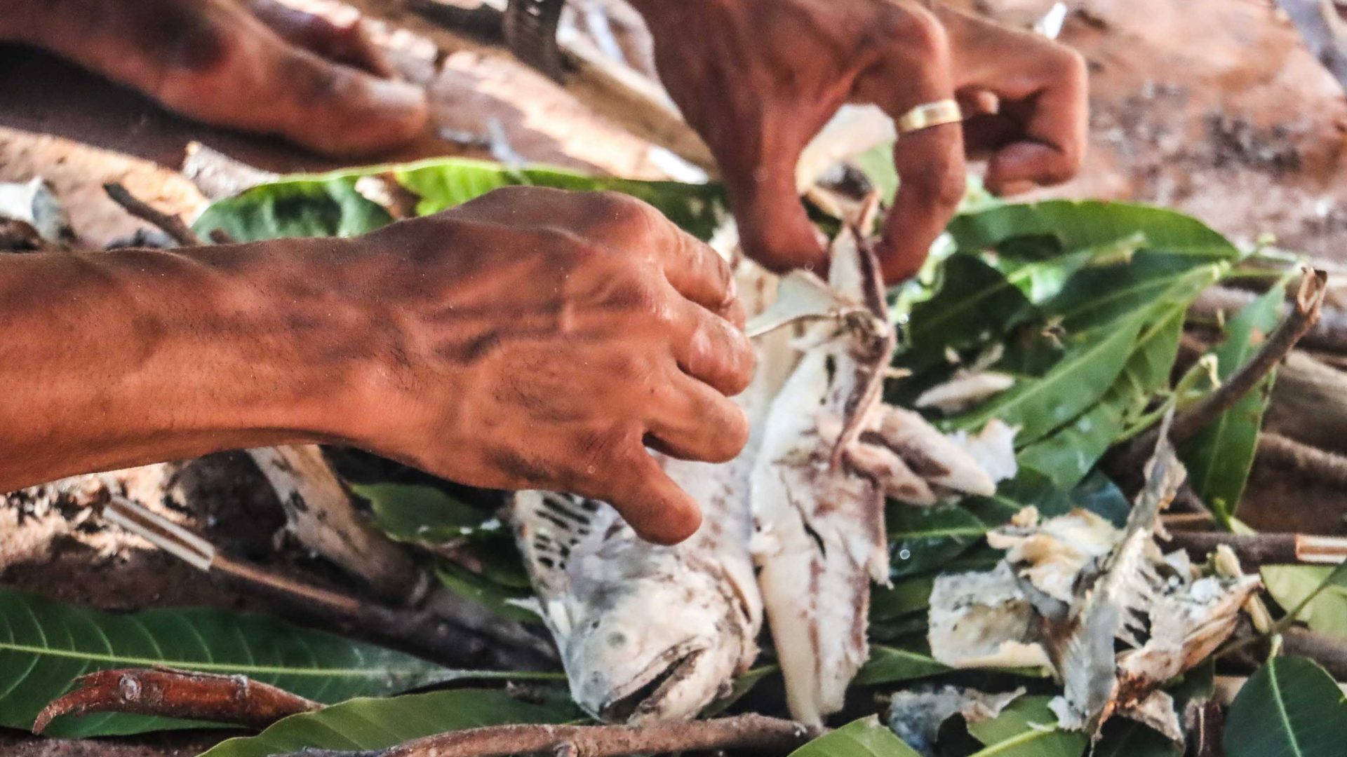 Hands pull apart some fish on a pile of leaves.