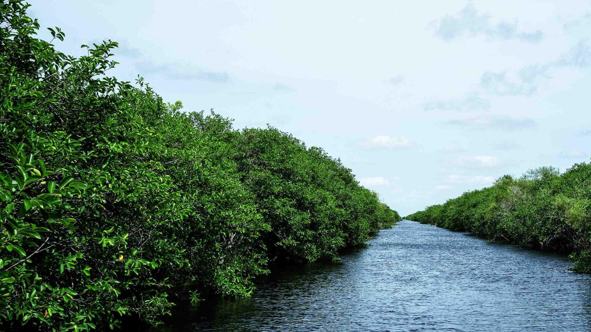 Trees and water in the Everglades.