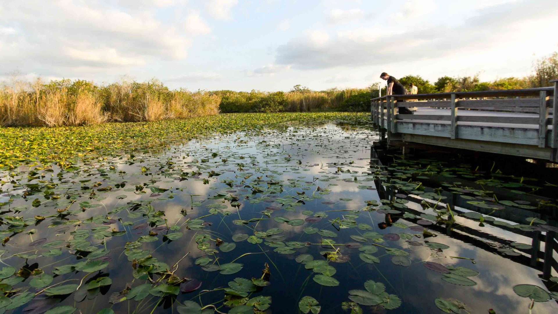 Outnumbered by sharks, alligators, dolphins and jellyfish? Only in the Everglades 