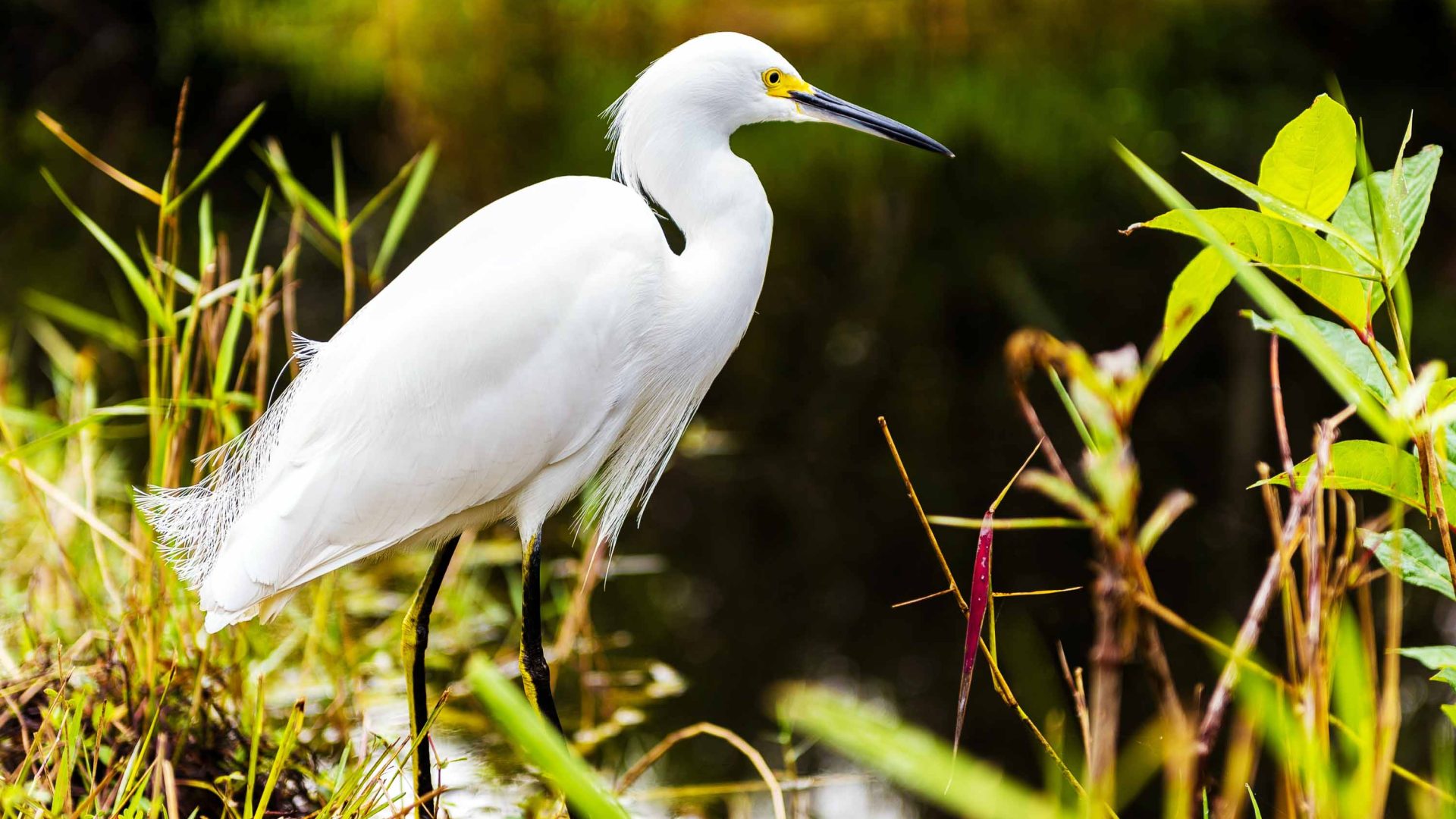 A white egret sits by some water.