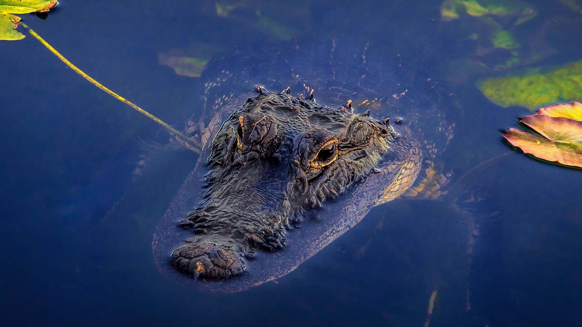 An alligator has its head sticking out of the water in the Everglades.