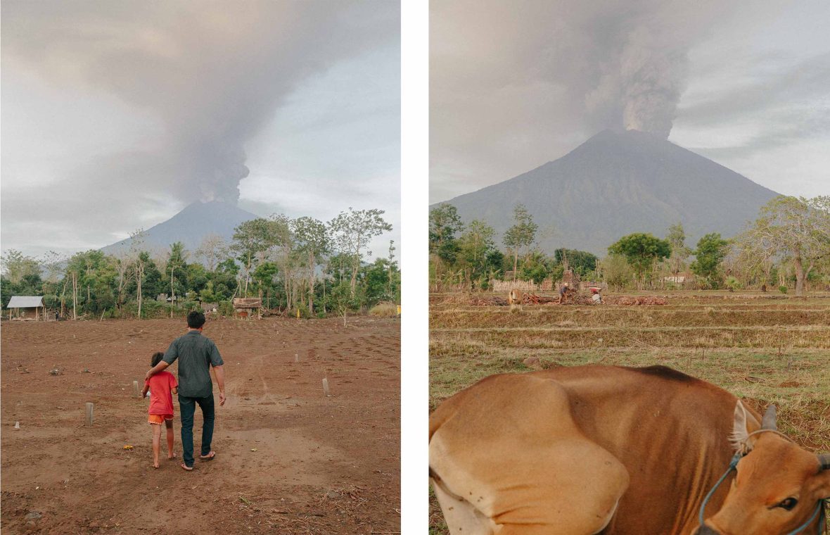 Left: A man and his son walk across a field in the direction of an erupting volcano. Right: A cow in the foreground, an erupting volcano in the background.
