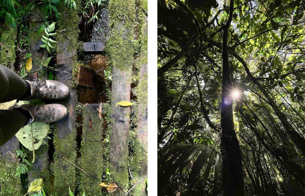 Left: Feet on a boardwalk through the forest. Right: The sun comes through the trees of the forest canopy.