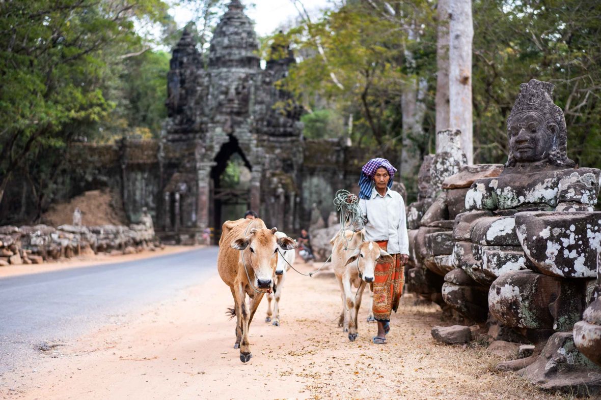 A man walks with his cow.Angkor Wat, Cambodia is in the background.