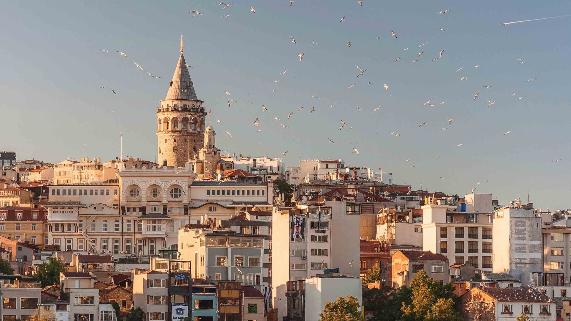 Birds fly over the buildings of Istanbul.