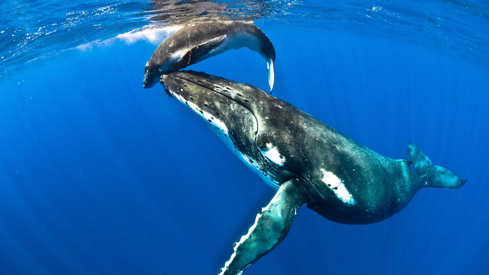 A humpback and her calf.