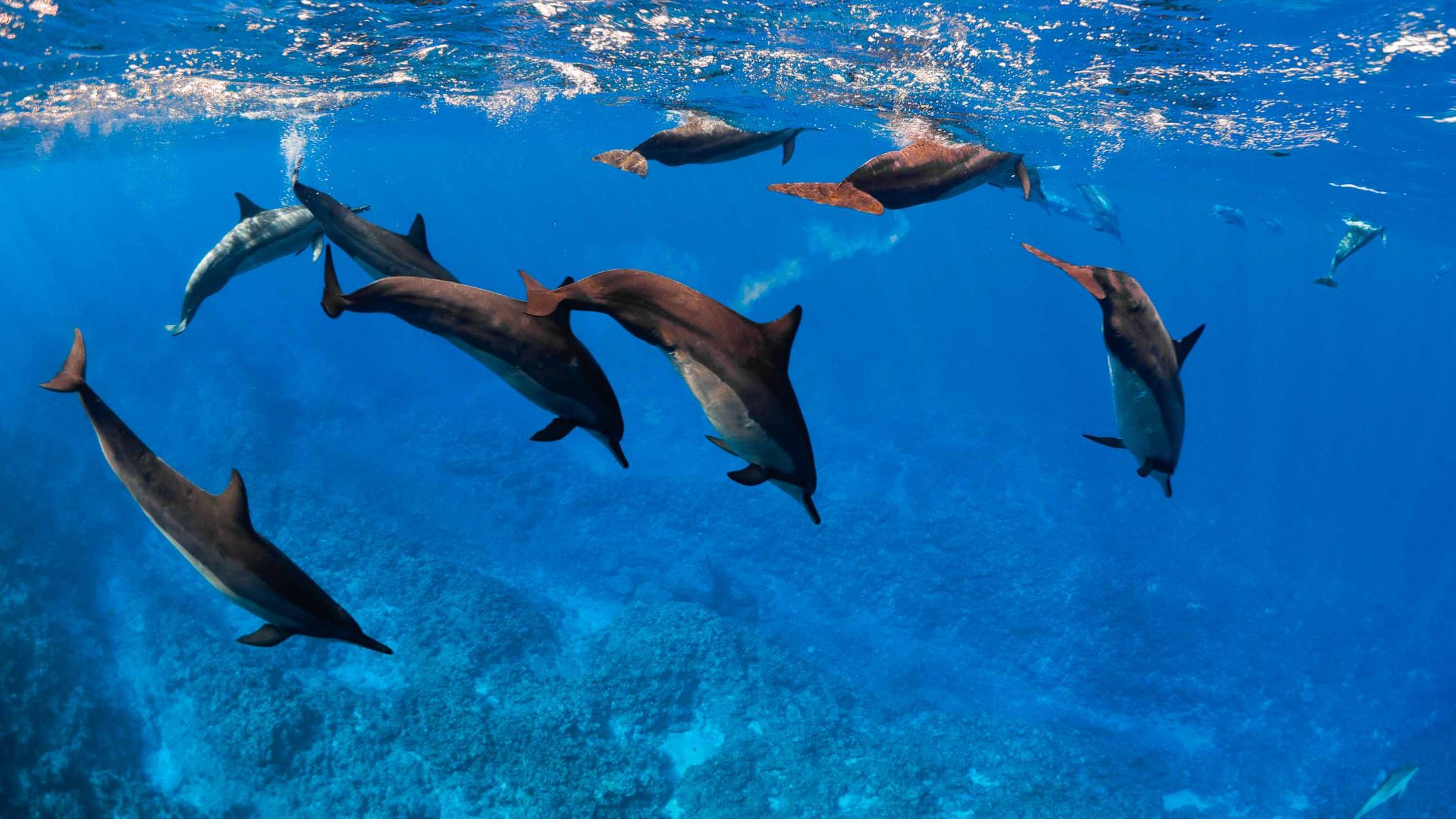 Resident spinner dolphins swim in the blue sea.