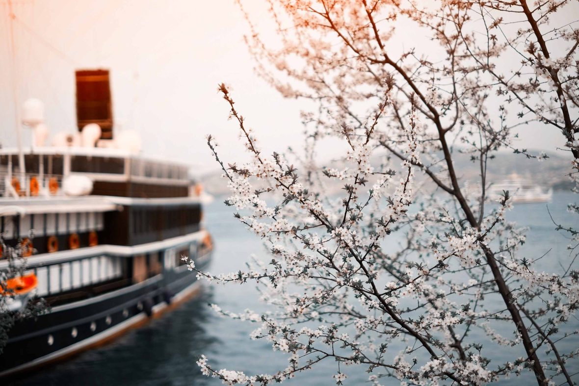 A river cruise is seen behind some tree blossoms.