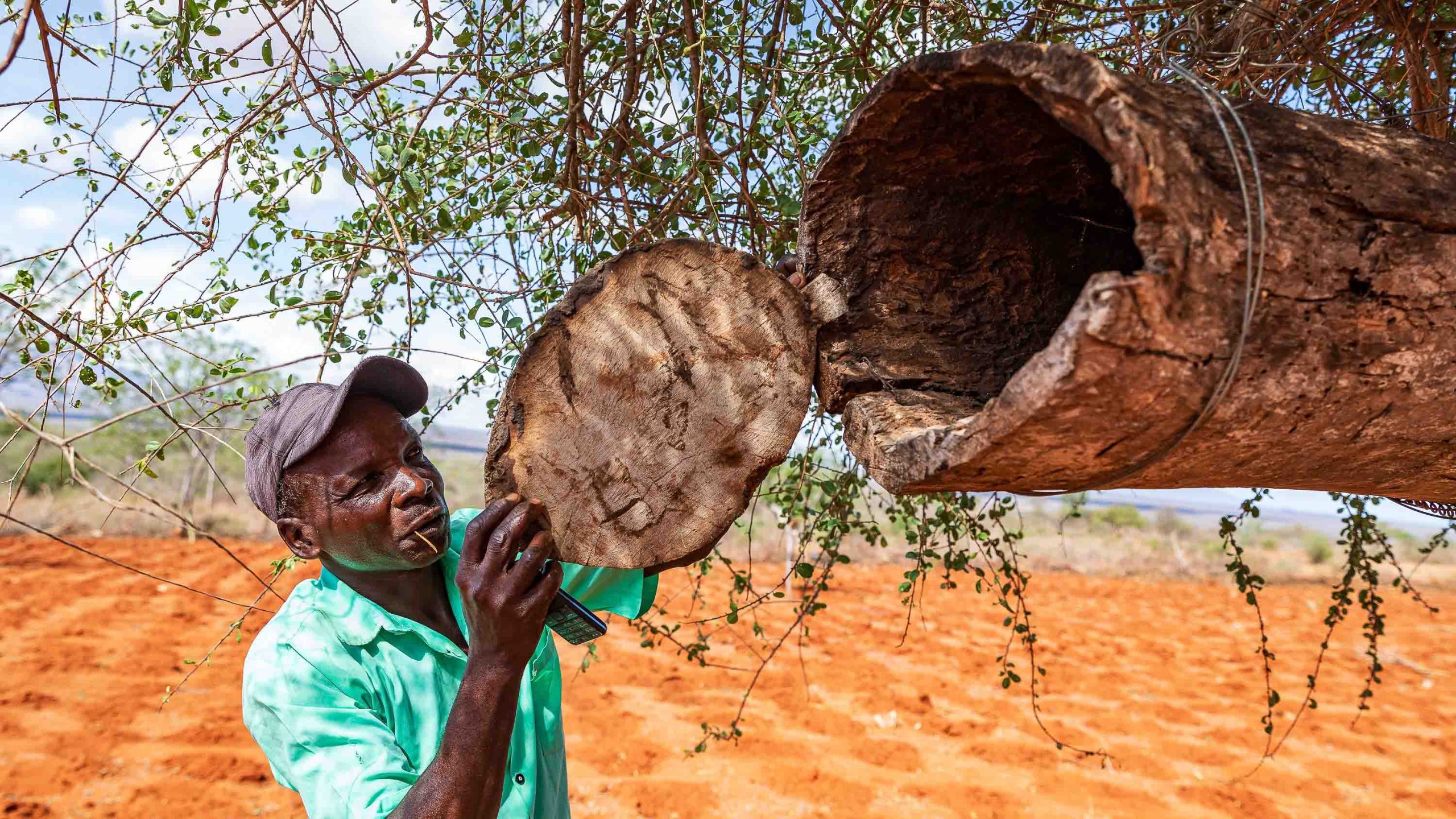 Tea Trap, Kenya