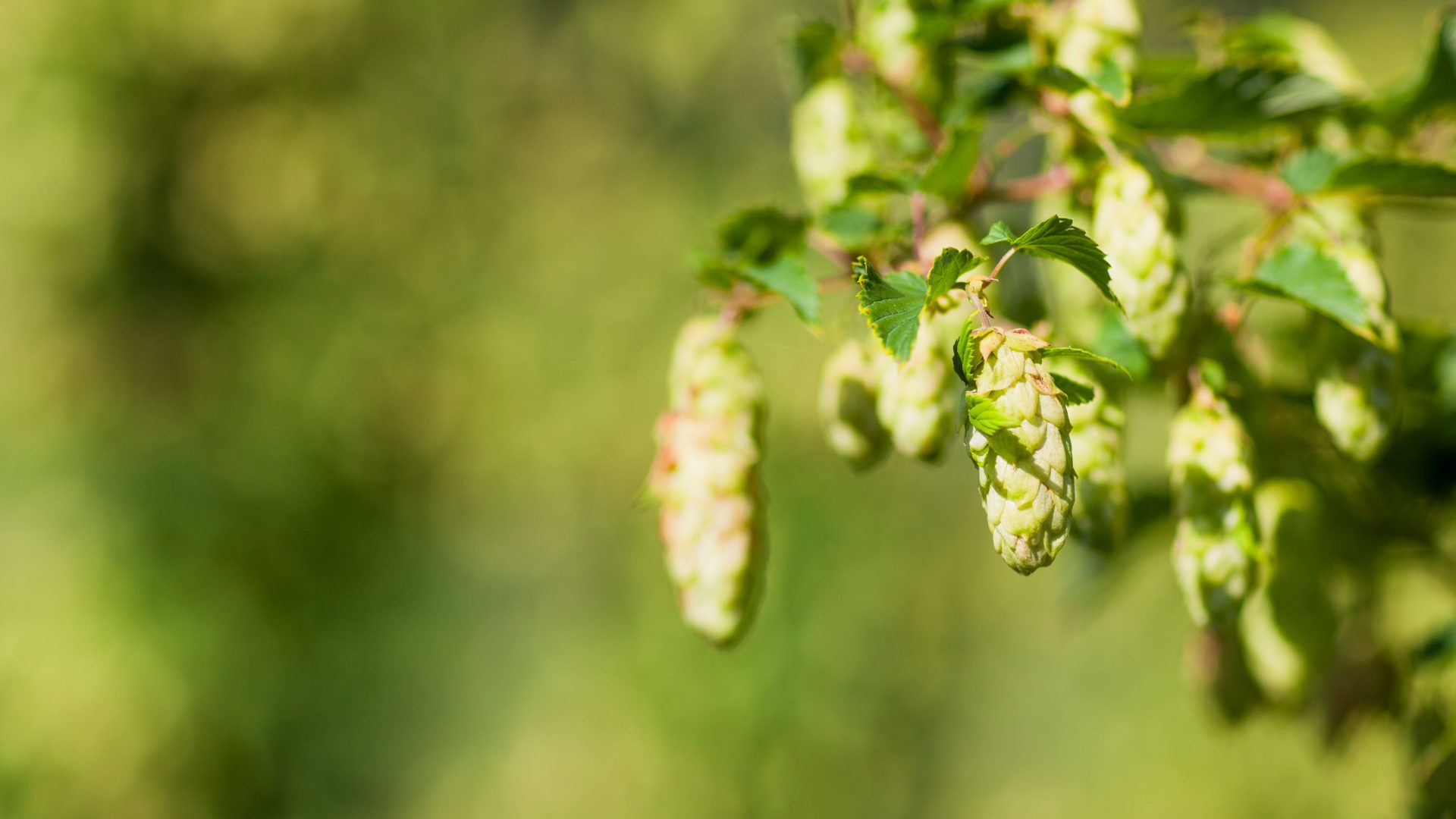 Hops growing on a plant.