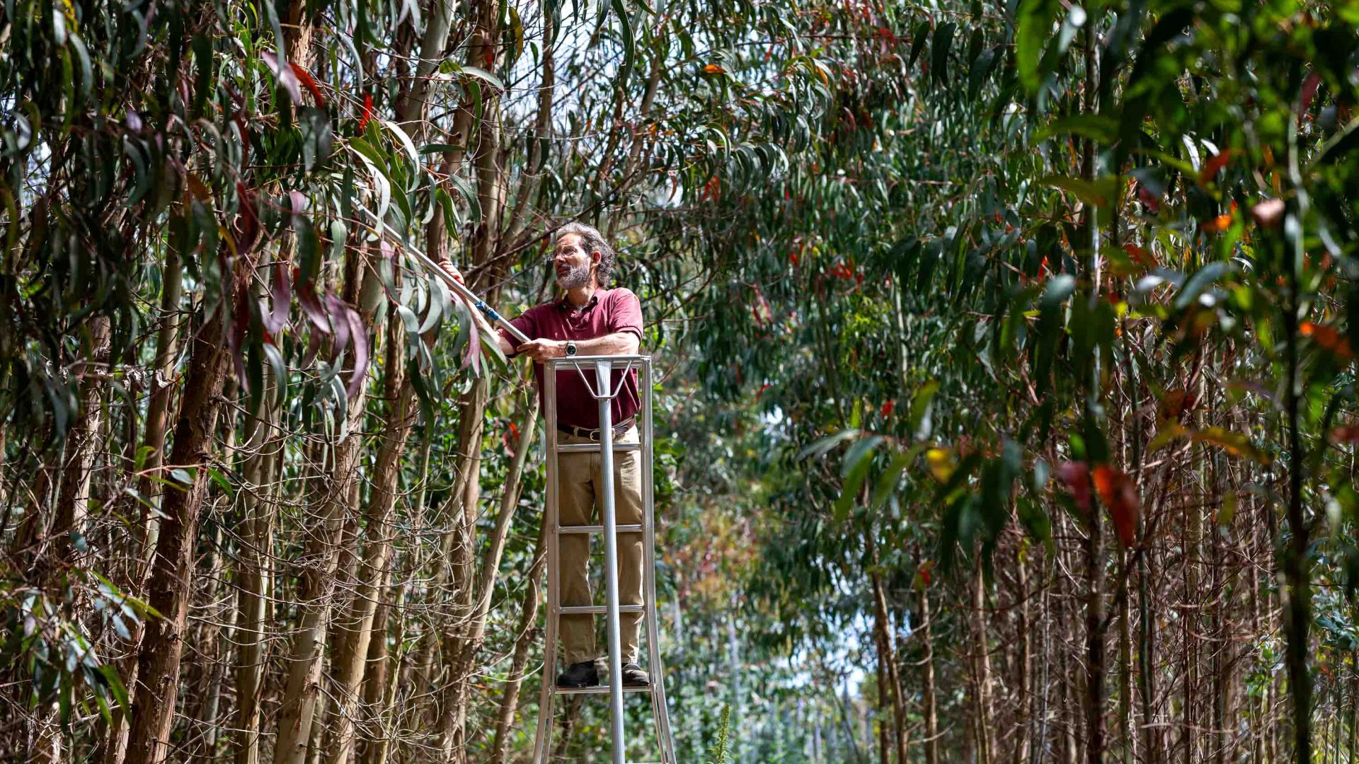 A man on a ladder picks eucalyptus leaves.