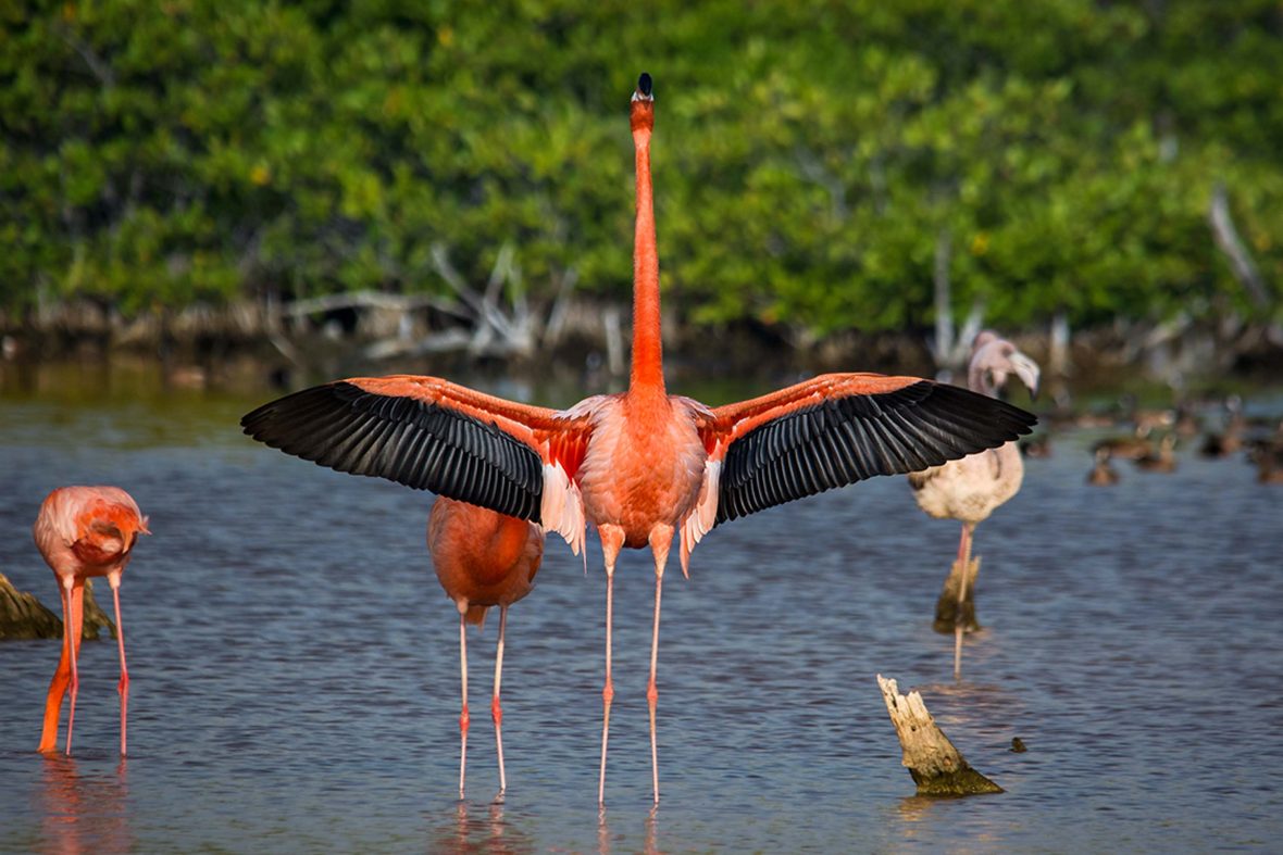 Sisal flamingos. Some are flying, others are standing in water.